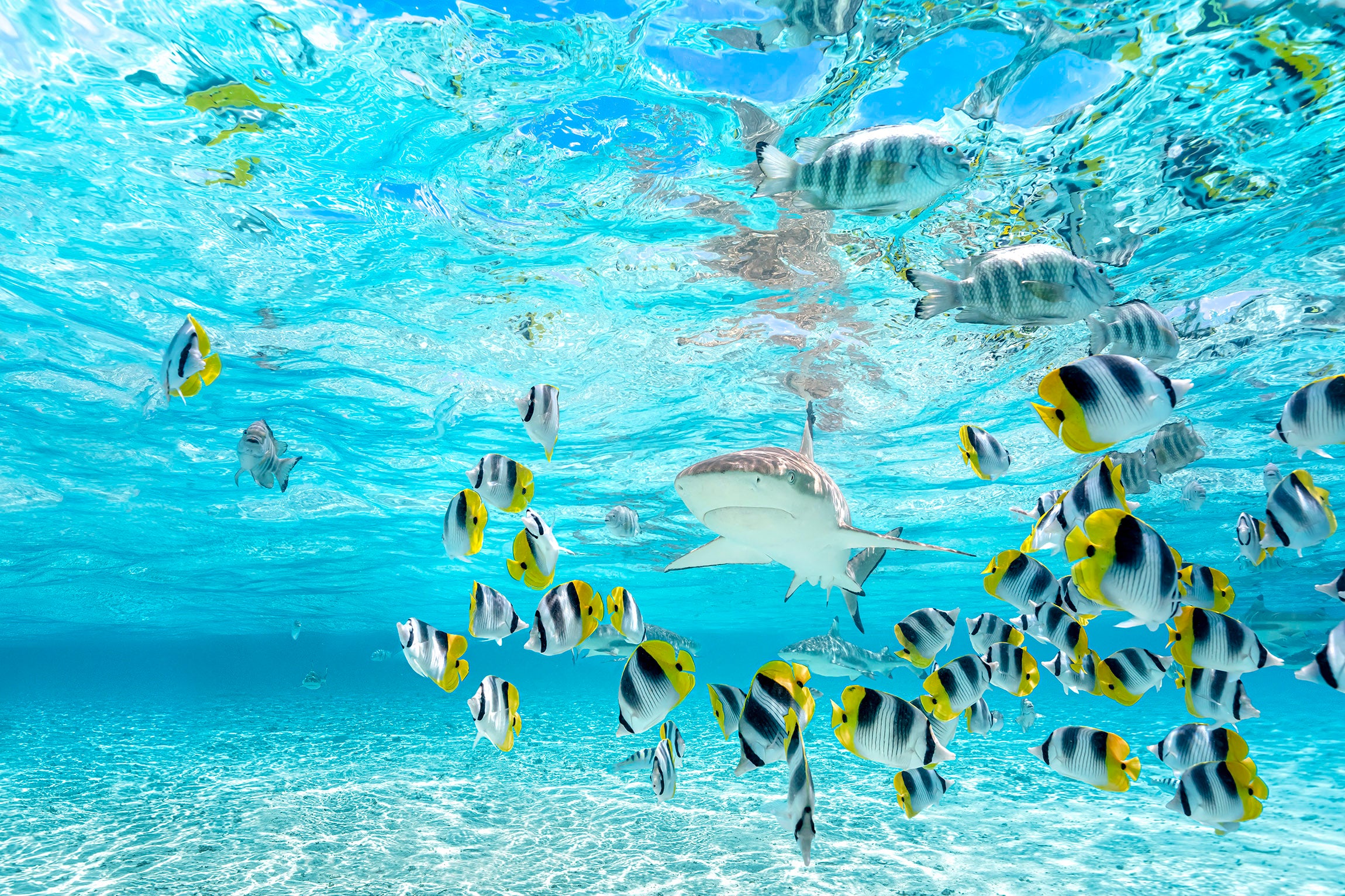 Requin