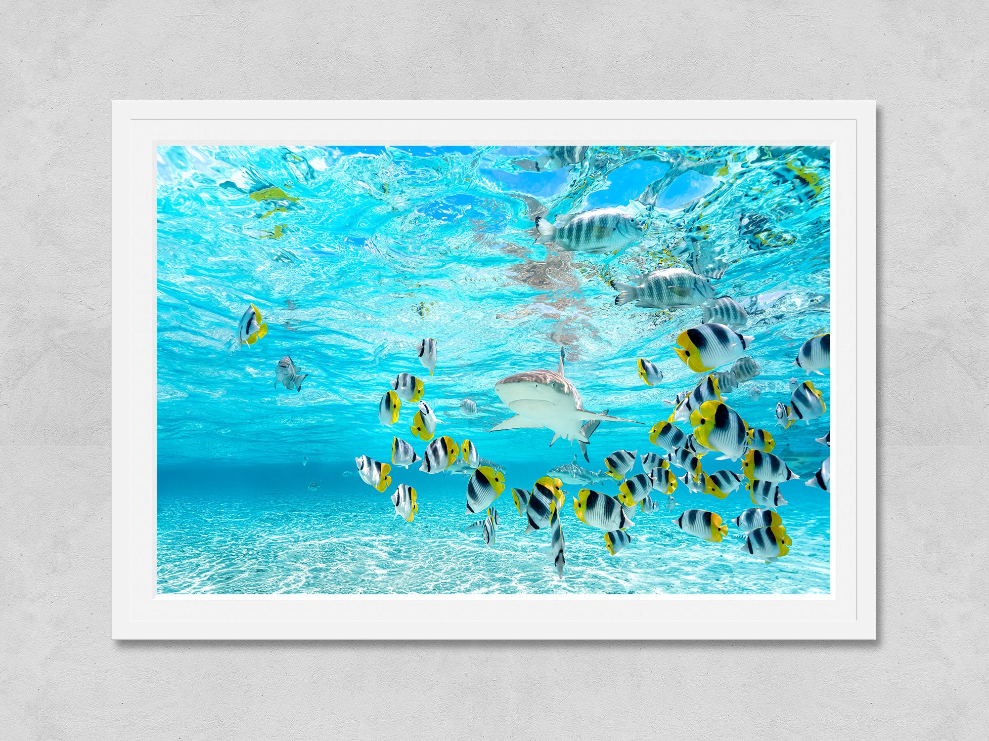 Requin